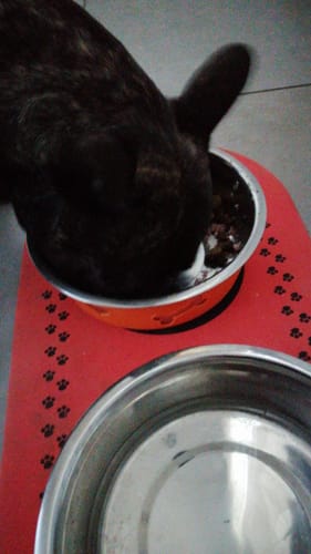 Customer photo review of Linea Grain Free - Maiale con Patate Dolci e Mele - Cane Adulto