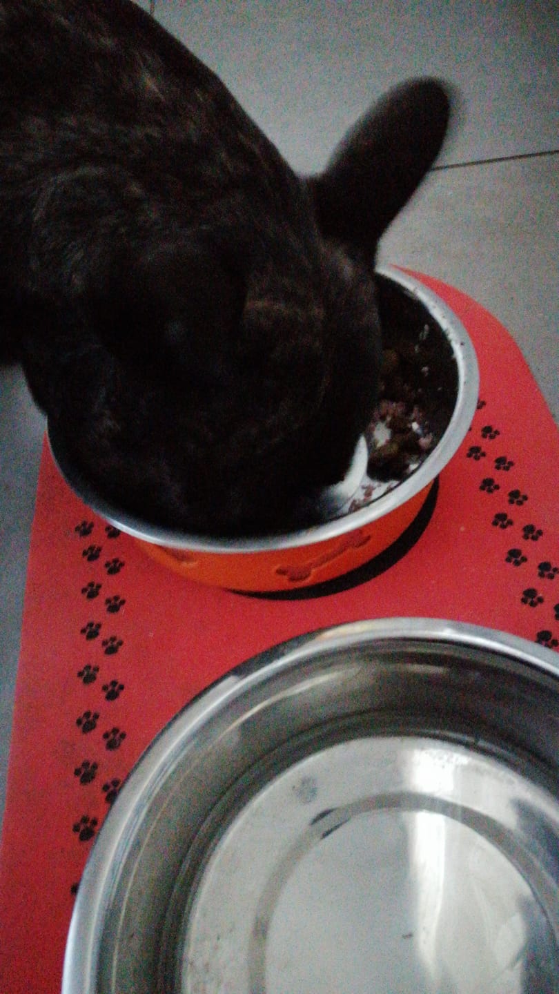 Customer photo review of Linea Grain Free - Maiale con Patate Dolci e Mele - Cane Adulto