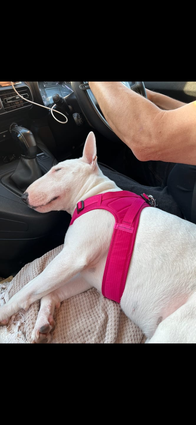 Customer photo review of Boomerang Harness - XS-M Breeds - Carminerose