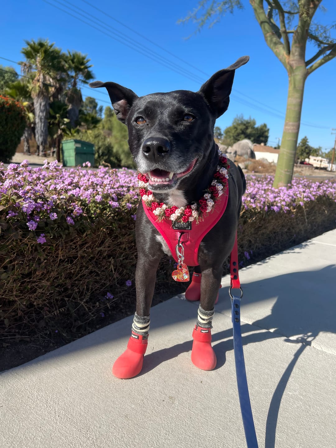 Customer photo review of WagWarmers