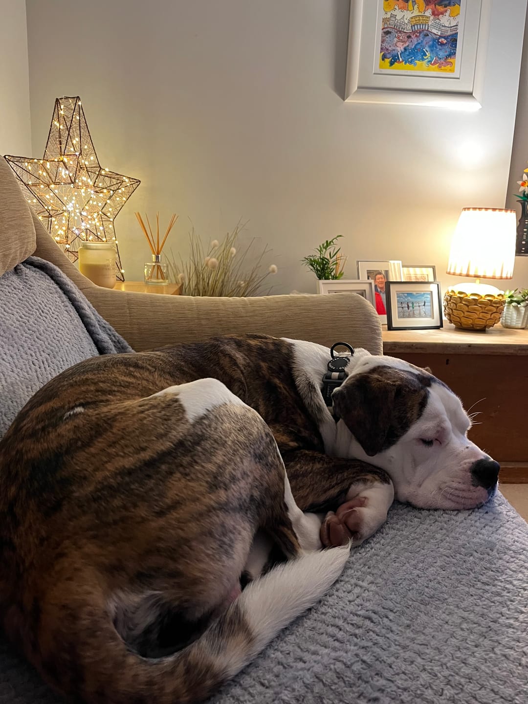 Customer photo review of 5cm Combat® Collar | With Handle & Secure Clip - Khaki