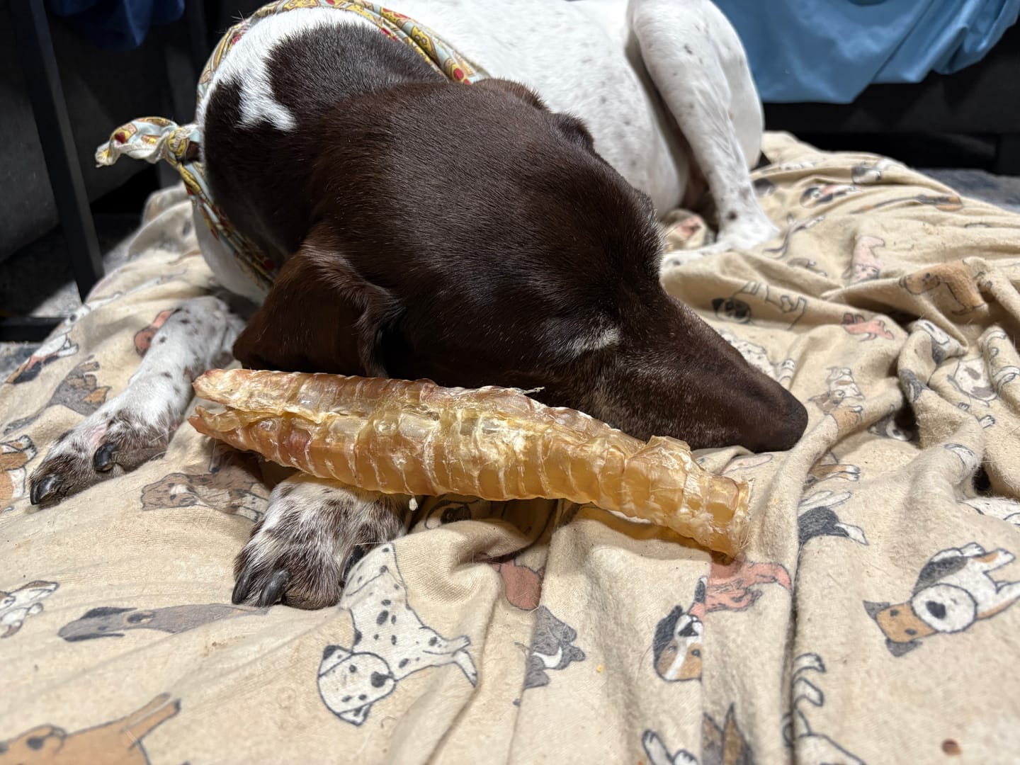 Customer photo review of 12 Inch Beef Trachea