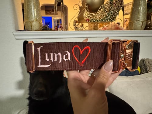 Customer photo review of 2" Tacti Luxe Dog Collar - Rose Gold - Chocolate