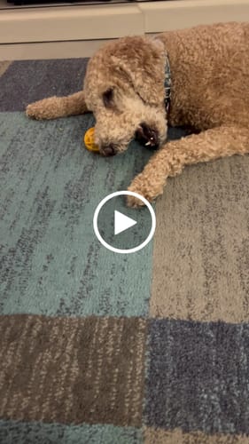 Customer video review of MIX FLAVORED CHEWS ( A PACK OF 6 STICKS )