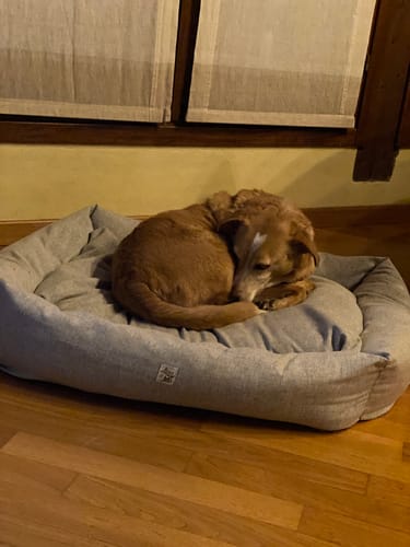 Customer photo review of Divanetto Mattias Grigio Chiaro (Soft Touch)