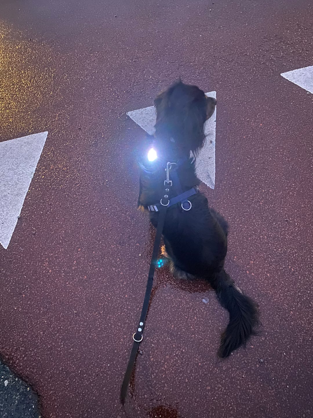 Customer photo review of Safety Light - 4-i-1 Lygte Til Hund