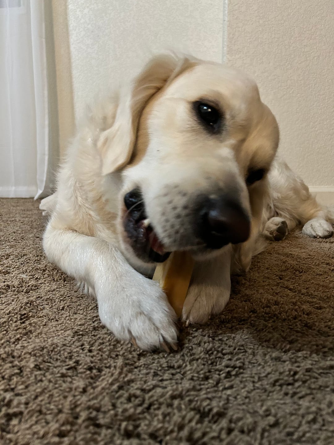 Customer photo review of Himalayan Yak Chew (LARGE)