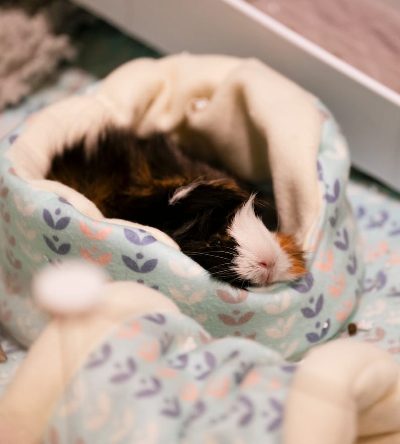 Customer photo review of Comfy Cuddle Cup | Nordic Nature