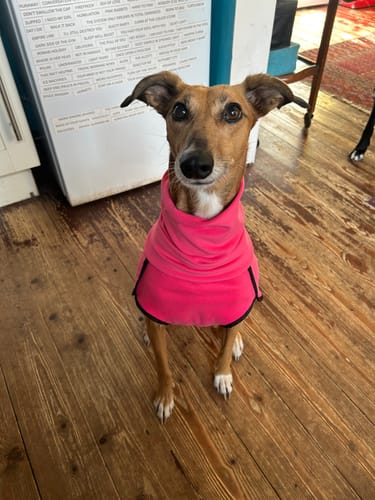 Customer photo review of Fleece Sighthound Base-Layer Coat with Underbelly and Snood