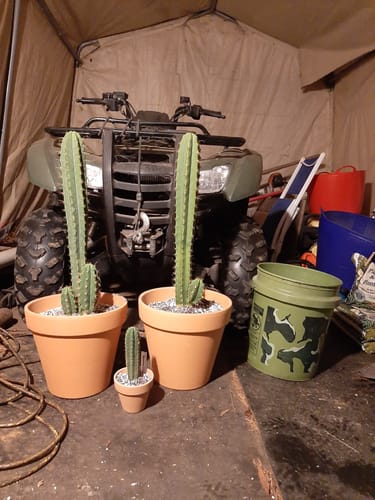 Customer photo review of San Pedro Cactus | Trichocereus (Echinopsis) Pachanoi