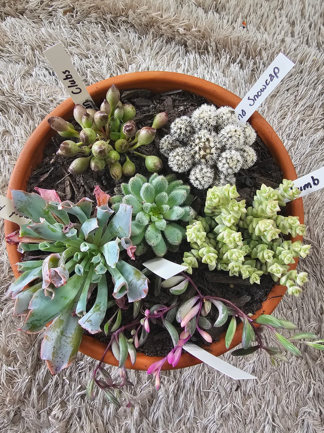 Customer photo review of Echeveria 'Trumpet Pinky'