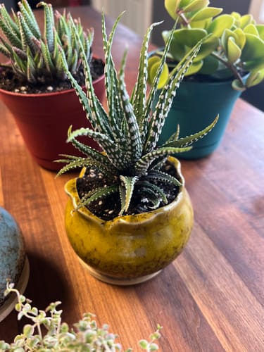 Customer photo review of Zebra Plant | Haworthia Fasciata