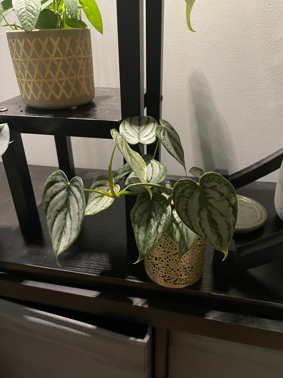 Customer photo review of Philodendron brandtianum