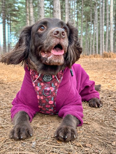 Customer photo review of Tough Trails™ Harness - Mable's Meadow