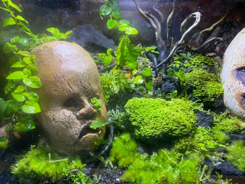 Customer photo of The Original Mossify mistr™ from Terry J.