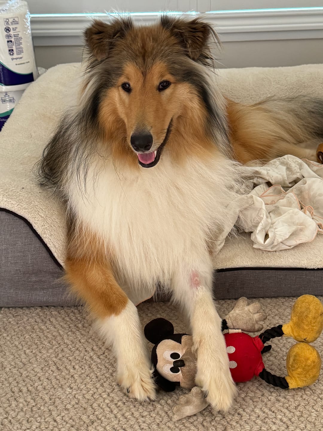 Customer photo review of Premium Kangaroo Chews