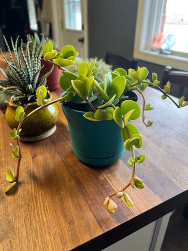 Customer photo review of Hope Peperomia | Peperomia Hope