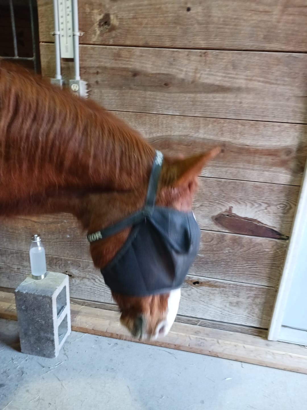 Customer photo review of EquiVizor Fly Mask - Standard