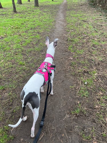 Customer photo review of Sighthound Escape Proof Harness