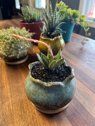 Customer photo review of White Wings | Gasteraloe White Wings