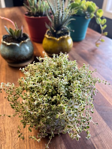 Customer photo review of Little Missy | Sedum Little Missy