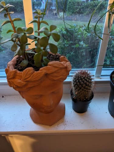 Customer photo review of Red Headed Irishmen | Mammillaria Spinosissima