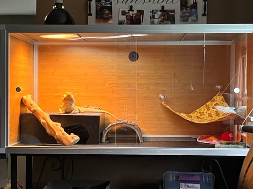 Customer photo review of 4'x2'x2' Original Wood Reptile Enclosure