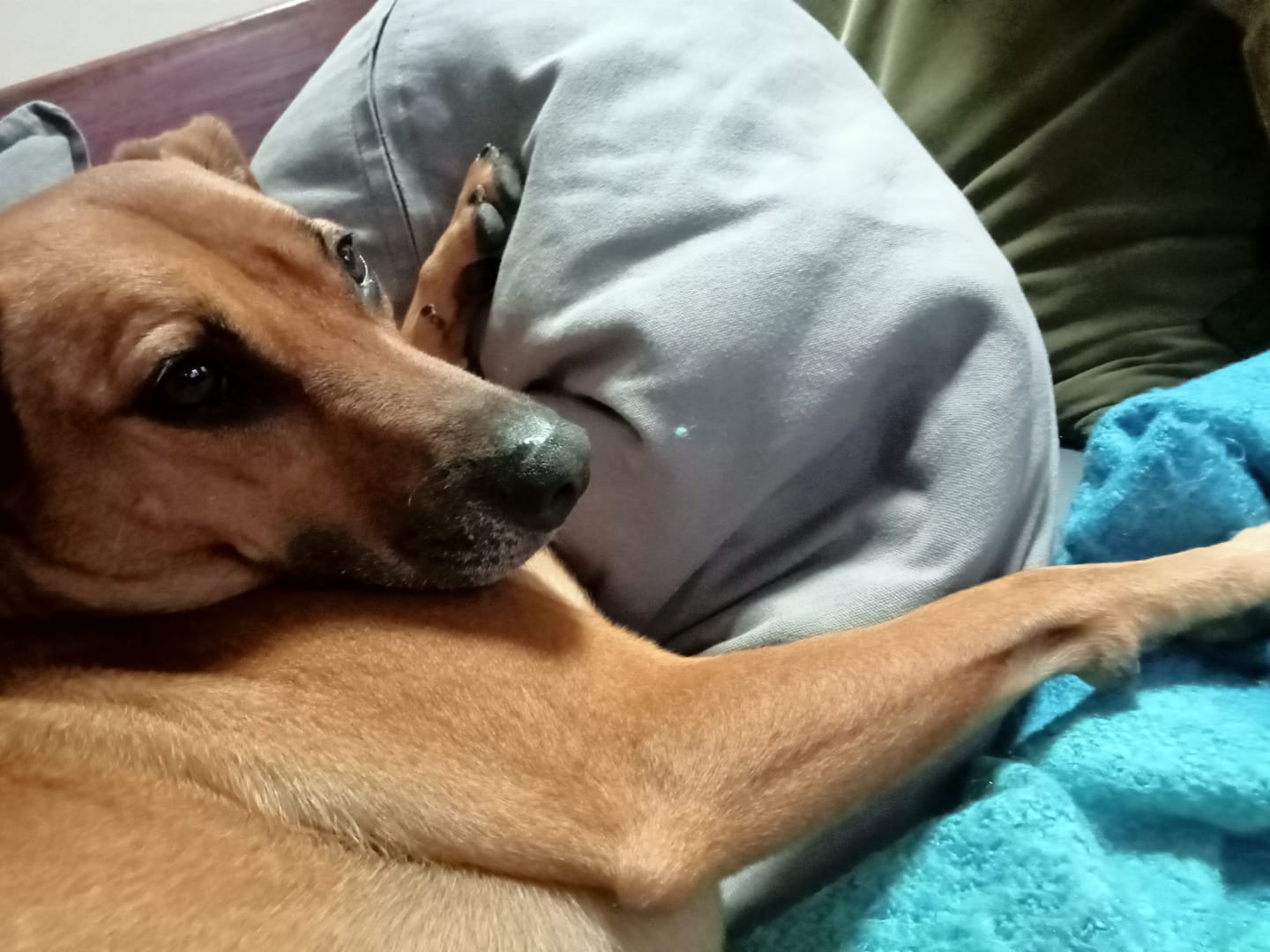 Customer photo review of Grass-Fed Beef Bone Broth Concentrate