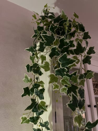 Customer photo review of Hedera Star Kunst Hangplant 110cm