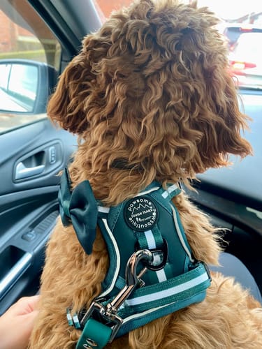 Customer photo review of Tough Trails™ Essentials Harness - Emerald