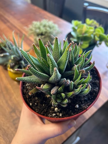 Customer photo review of Haworthia Concolor