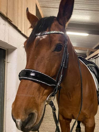 Customer photo review of Trense Glamourös mit Lack und Crystal Dust, anatomisch mit oder ohne Sperrriemen