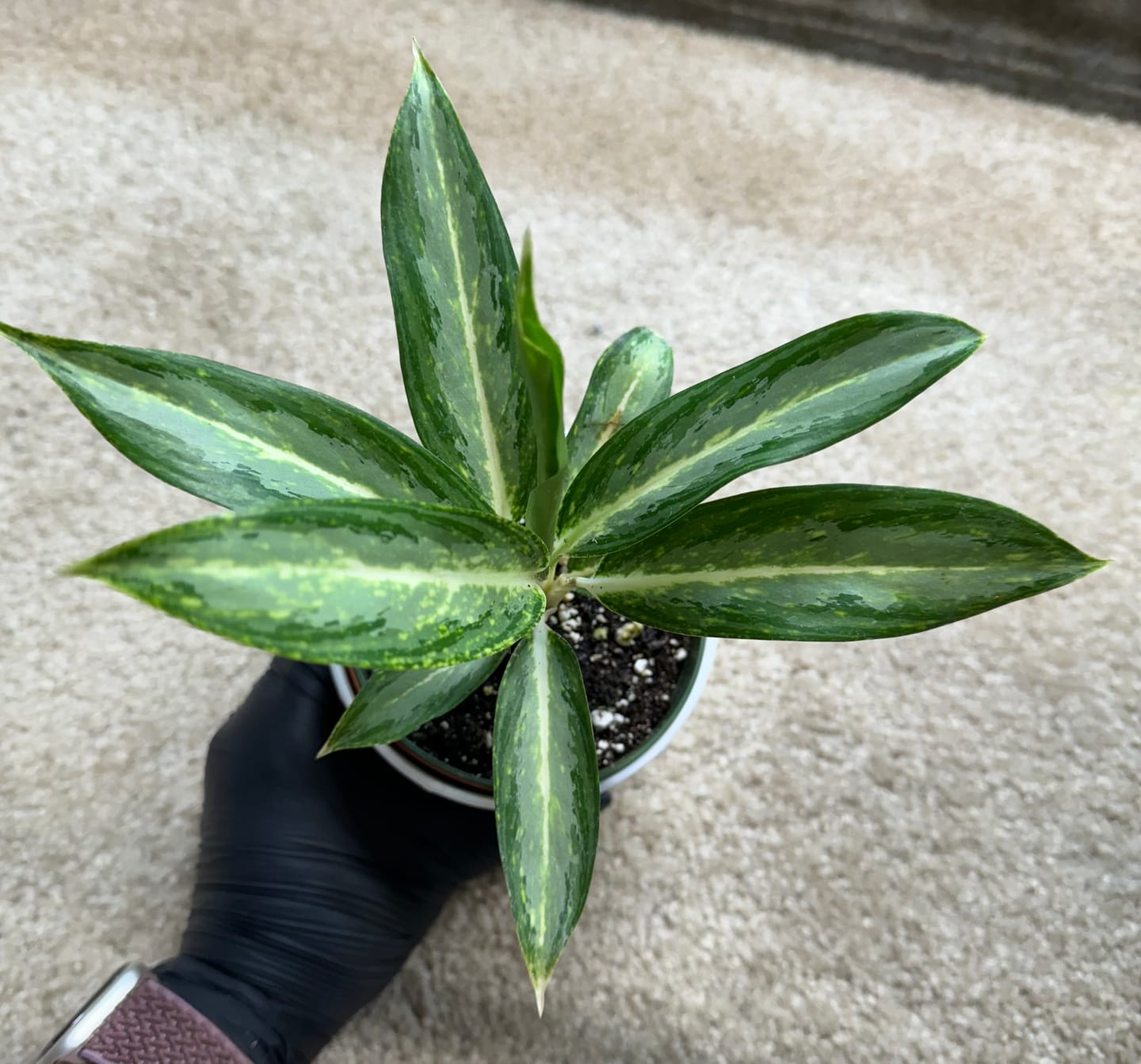 Customer photo review of Aglaonema 'White Rain'