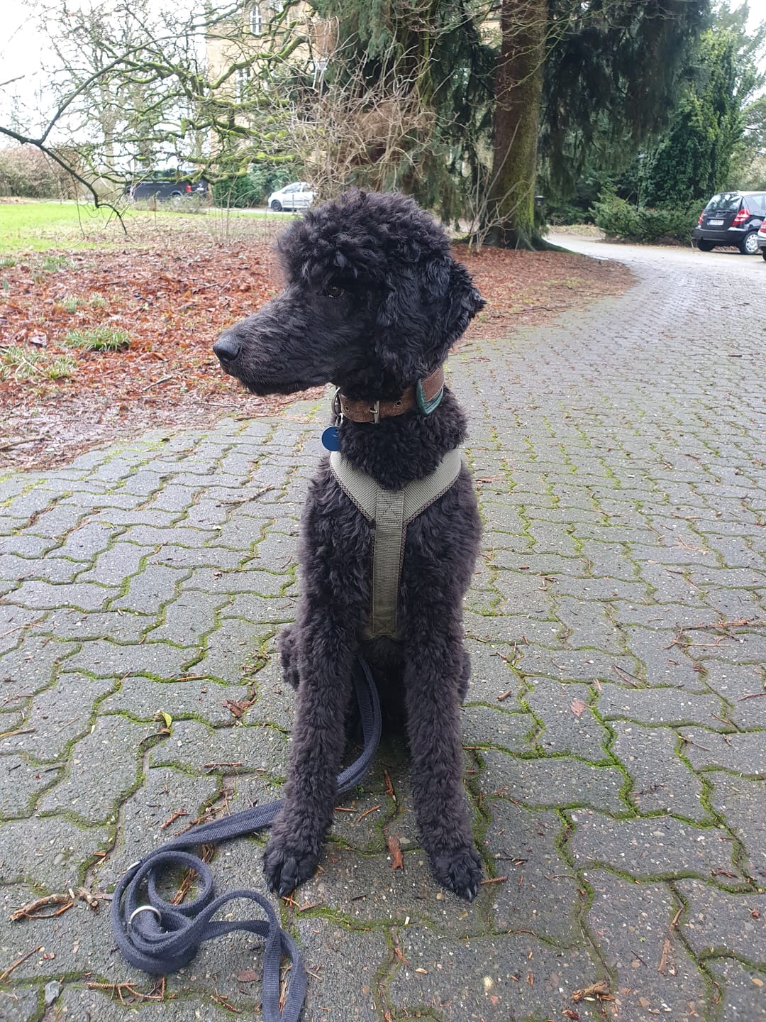 Customer photo review of Hundegeschirr FUN "Mountain Green"
