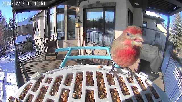 Customer photo review of Birdfy Bird Seed Guard