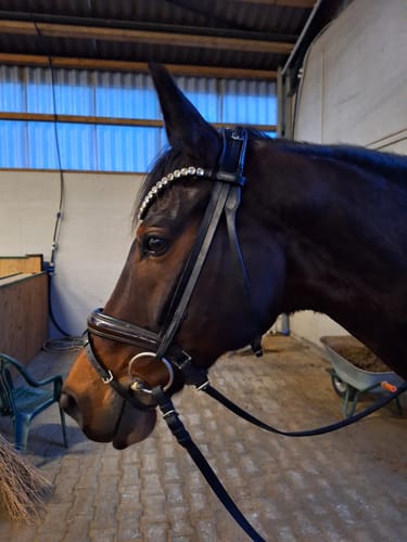 Customer photo review of Stirnriemen Big Crystal