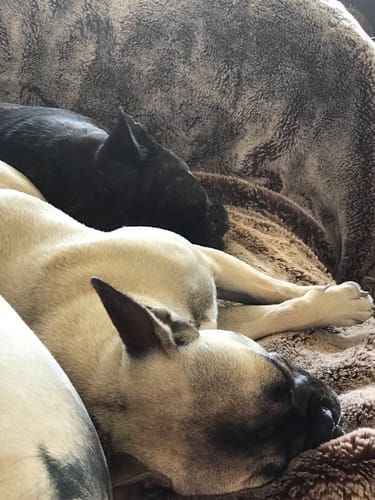 Customer photo review of Manuka Balm Distraction Treat Bundle