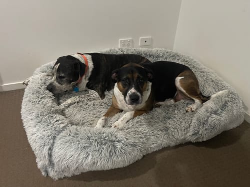 Customer photo review of PaWz Premium Pet Orthopaedic Bed