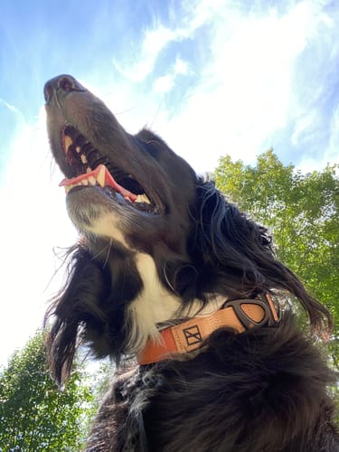 Customer photo review of Terracotta Collar - Recycled Ripstop
