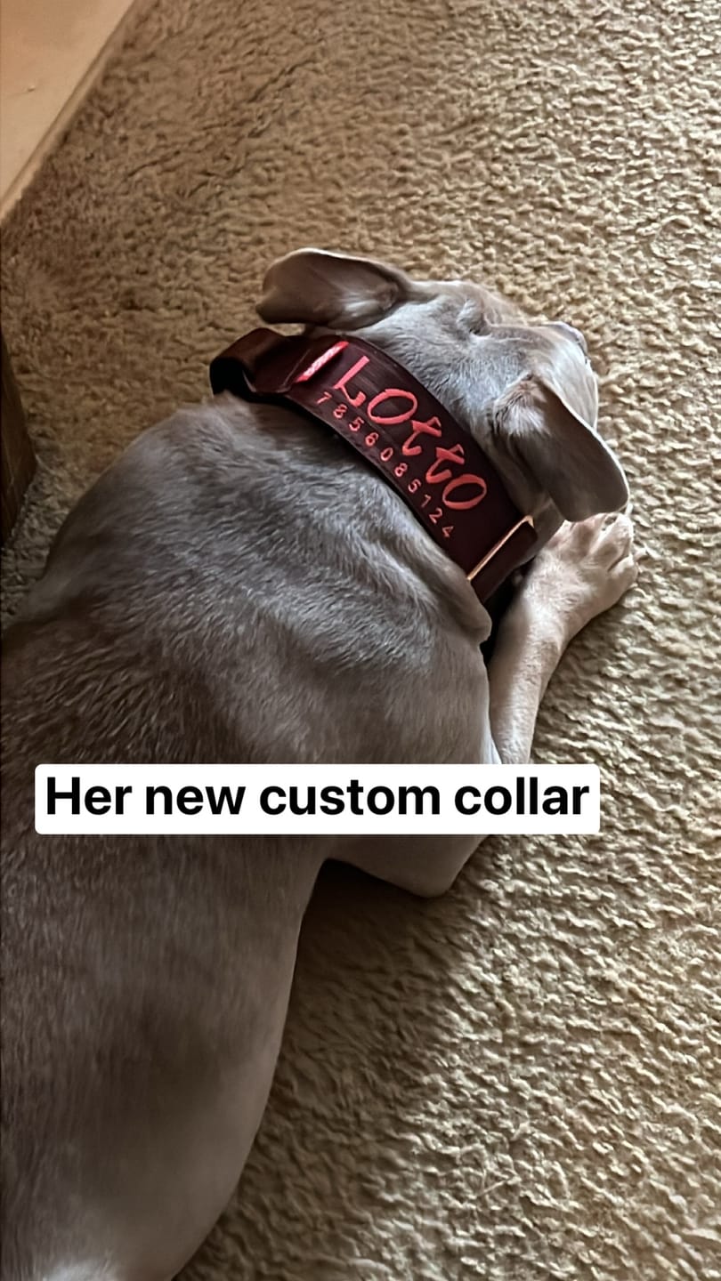 Customer photo review of 2" Tacti Luxe Dog Collar - Rose Gold - Chocolate