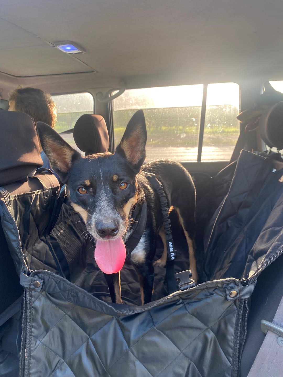 Customer photo review of 4-in-1 Dog Car Seat Cover