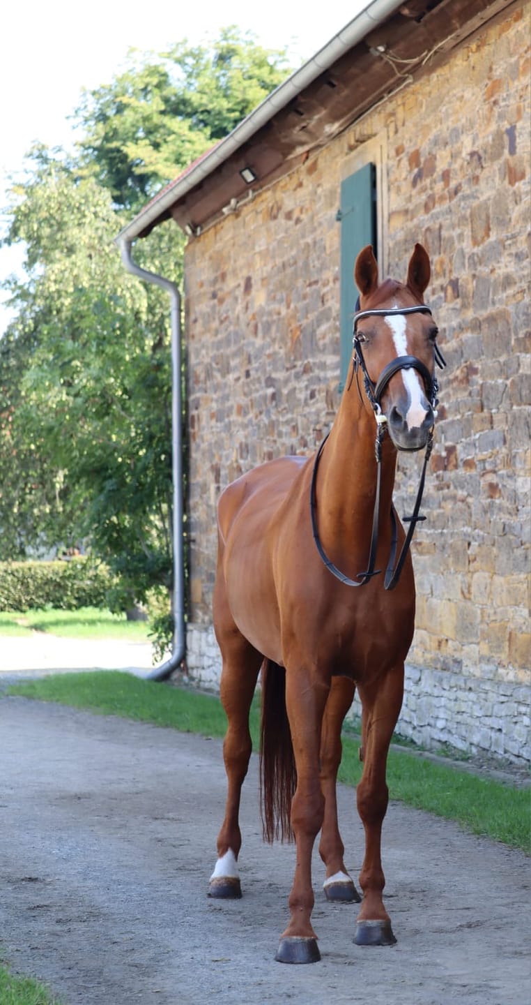 Customer photo review of Kristallkraft Brave Horse