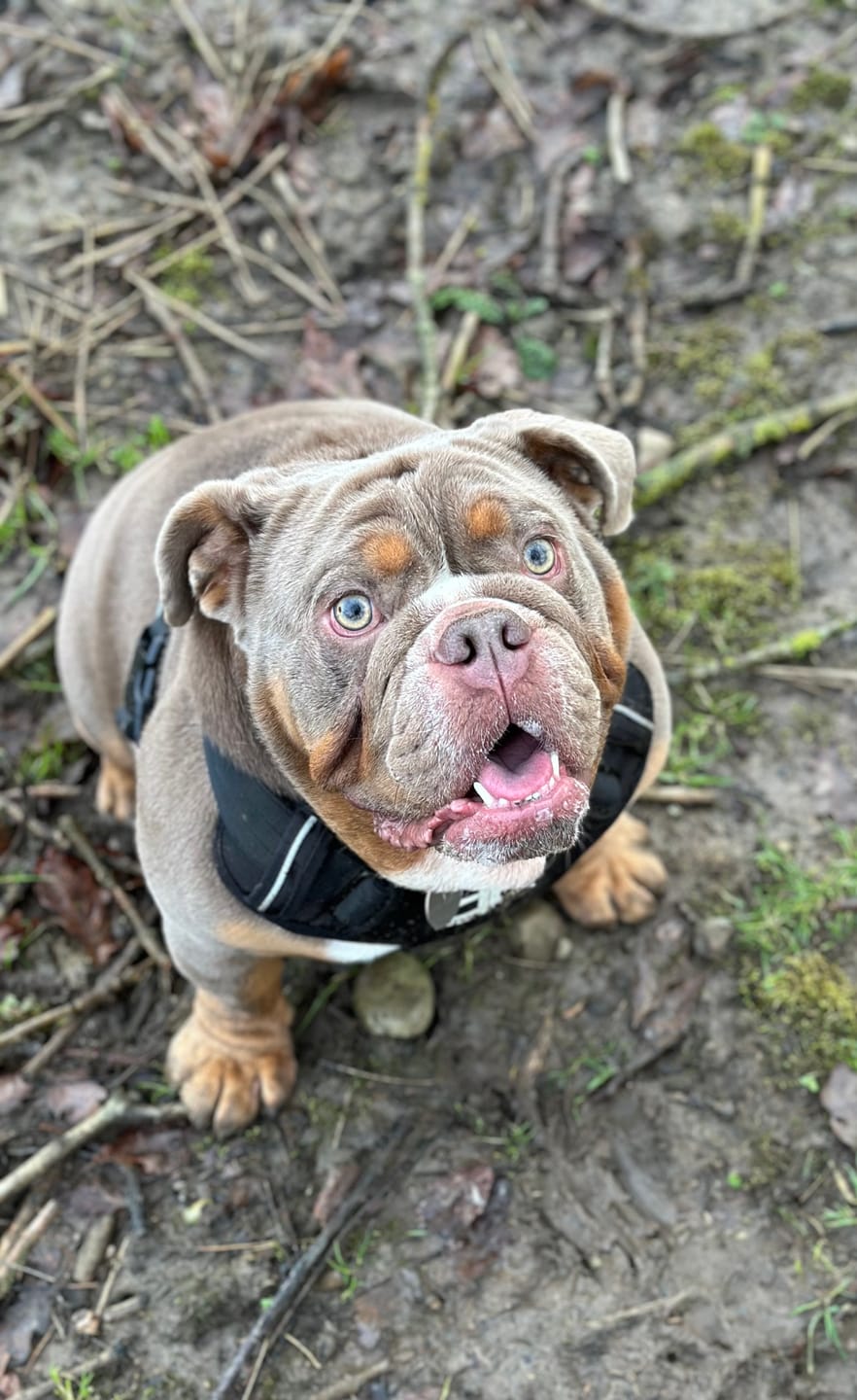 Customer photo review of Premium Comfort Harness | Non Restrictive & Adjustable - Black v2.0