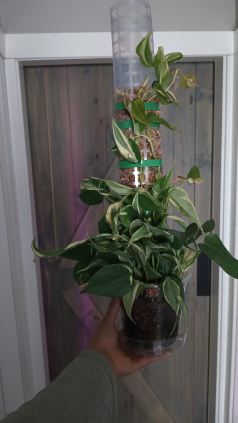 Customer photo review of Philodendron hederaceum 'Rio' - 4"