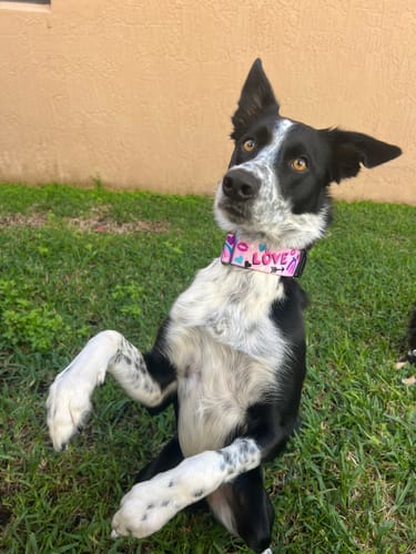 Customer photo review of Love Always Buckle Collar