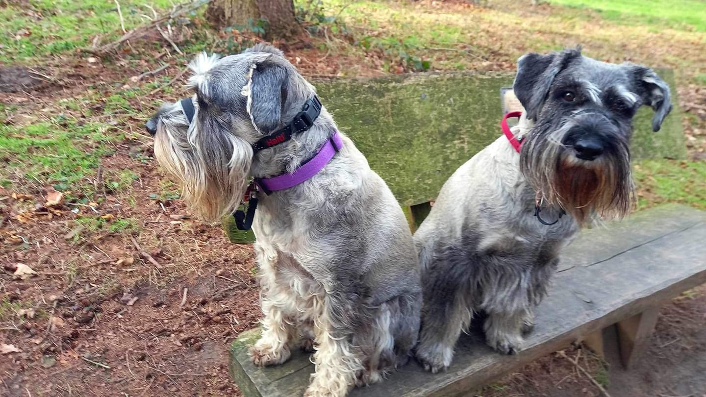 Customer photo review of 2.5cm Combat® Collar | With Handle & Rated Clip - Burgundy v2.0