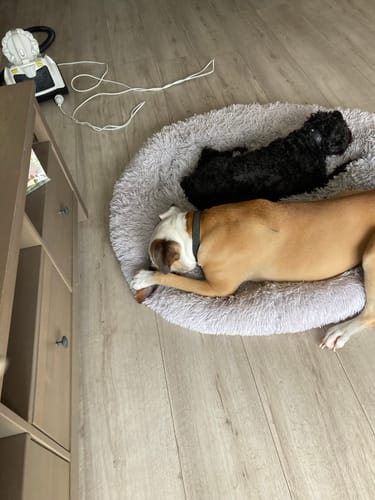 Doreen L. review of Beef Hoof filled with Kangaroo Meat image 1 out of 2