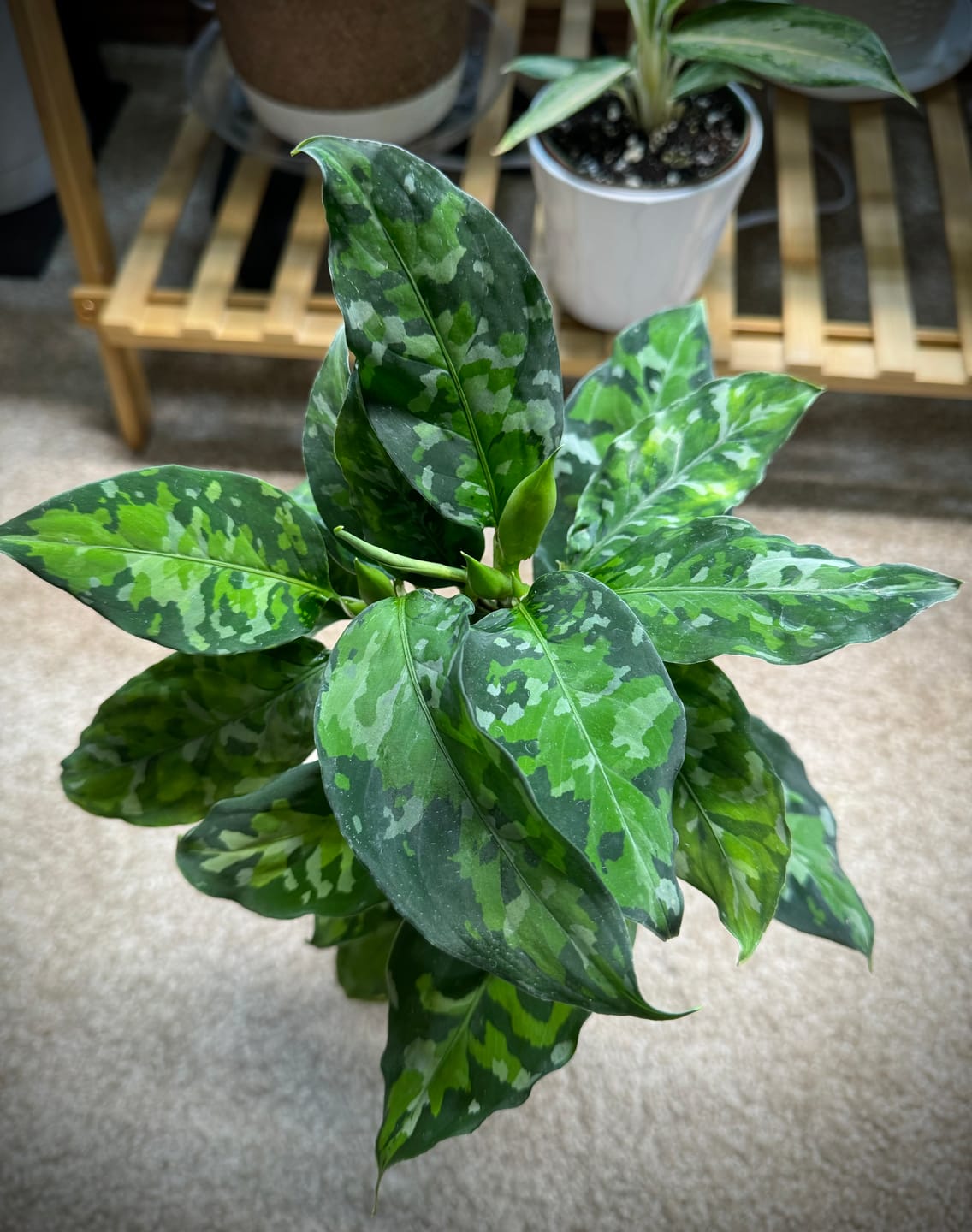 Customer photo review of Aglaonema pictum tricolor