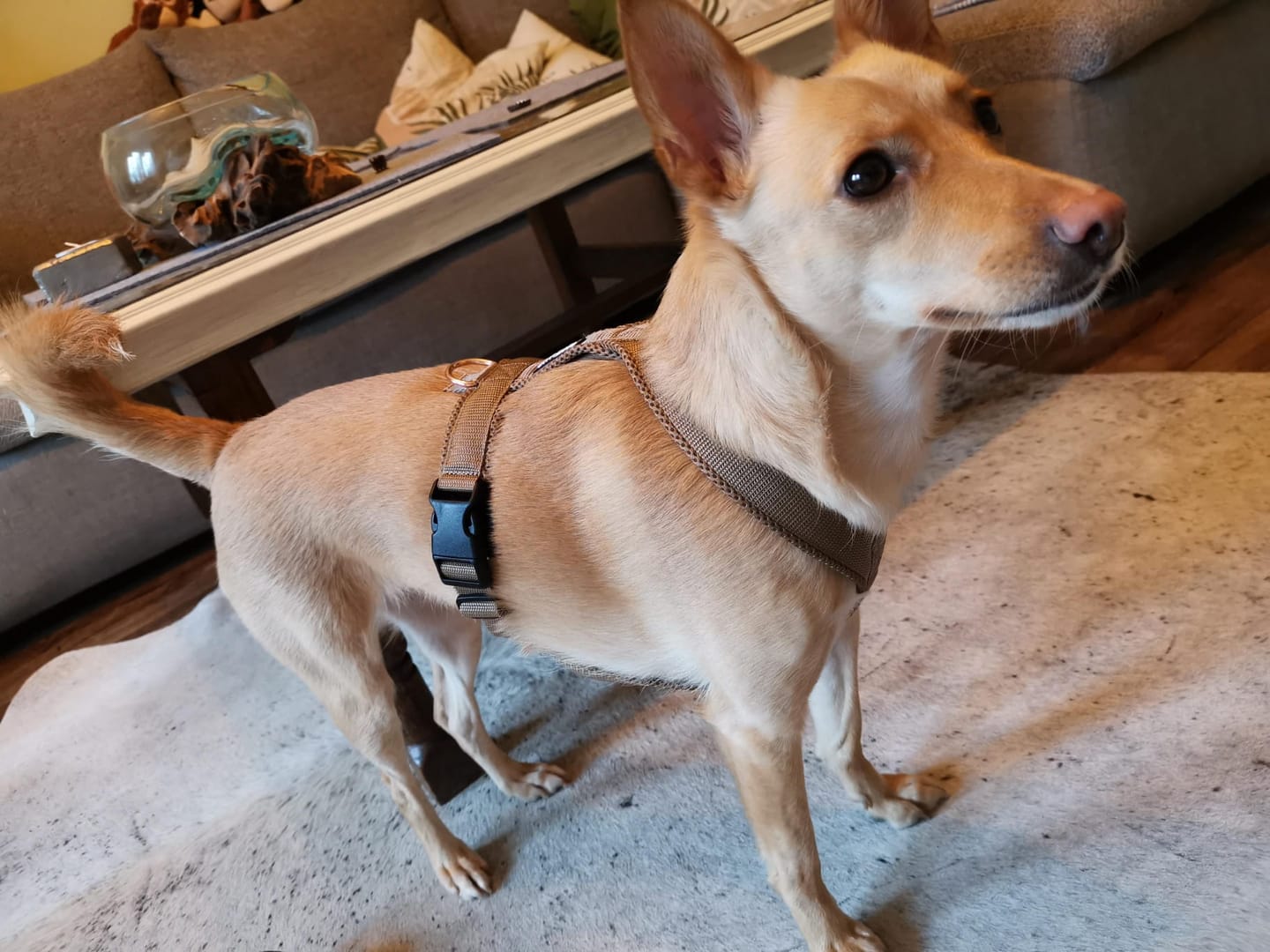 Customer photo review of Hundegeschirr FUN "Golden Sand"
