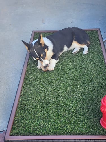 Customer photo review of Porch Potty Standard